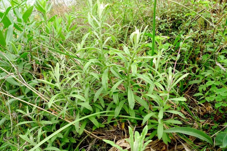 久久久久大香青草精品综合久久久久大香青草精品综合，天然草本植物的新发现