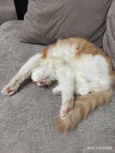 久久精品国产亚洲猫咪国产精品亚洲猫咪—久久资讯独家报道