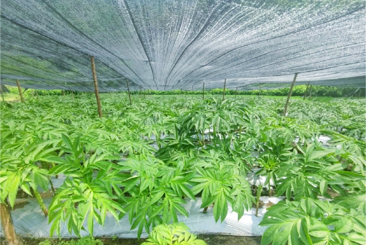 青草国产超碰人人，科技驱动下的绿色革命青草国产超碰人人添人人碱|在线