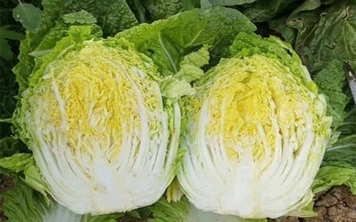 b5888博一把白菜论网b5888博一把白菜论，新闻资讯网站角色设定与文章内容