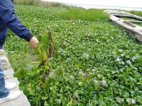 小SAO货水泛滥现象分析
