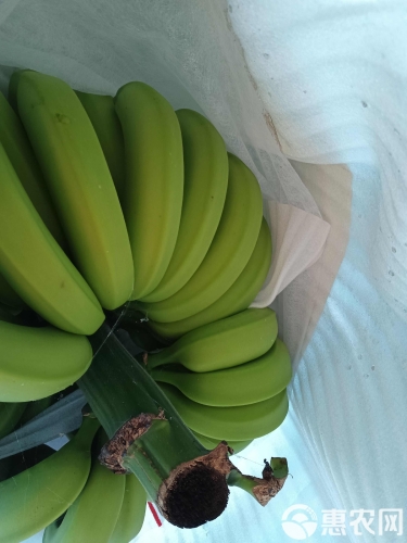 亚洲香蕉久久精品亚洲香蕉精品，热带风尚的甜蜜诱惑